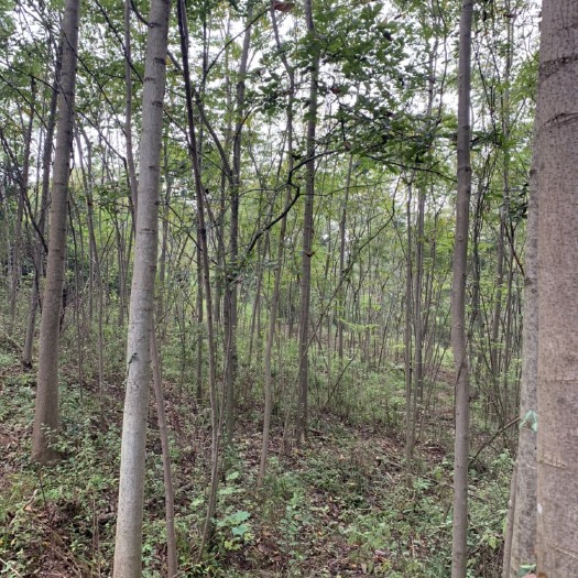 宁乡市黄山栾树 供应3-10公分截杆栾树，可光杆，也可以带土球发货