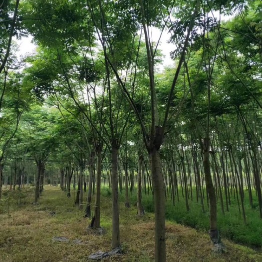 宁乡市黄山栾树  15-20公分移栽栾树，三米截杆发帽，高6米冠幅