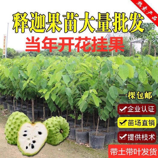 普宁市释迦果苗  四季释迦果树苗 番荔枝苗 番鬼荔枝嫁接当年结果南方种植盆