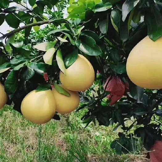 梅州蜜柚 红心柚  产地直供质量有保障 一手货源批发，以上均是车
