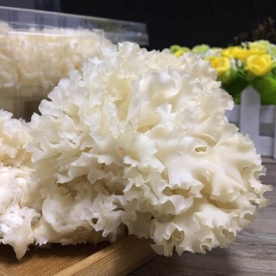古田县 烘干绣球菌，全国独一份！口感远超鲜品