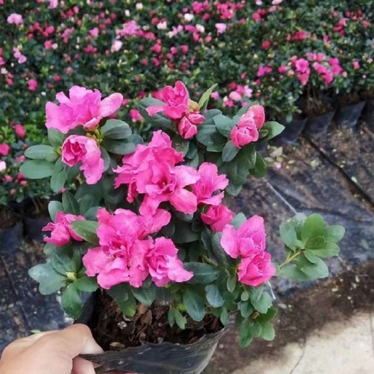 漳州福建西洋杜鹃种植基地 西洋杜鹃价格批发 16袋西洋杜鹃报价