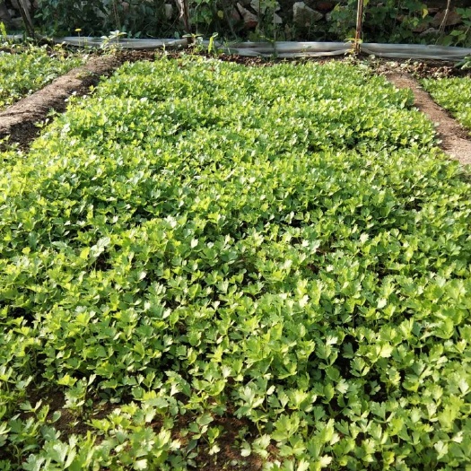 沈阳芹菜苗，法国皇后，文图拉，抗病，商品性极强