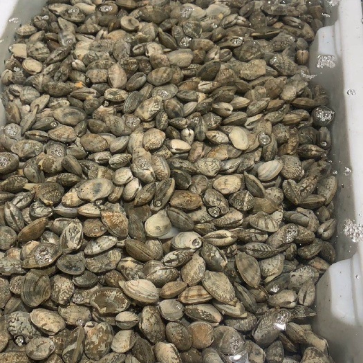 东港市鲜活花蚬。花甲东港花蚬子50-86粒吐沙。十斤/袋。