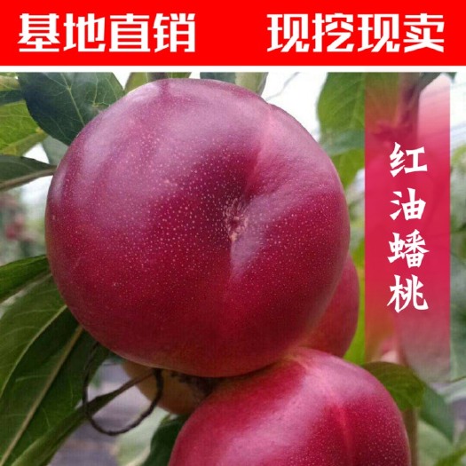 平邑县 红油蟠桃苗 嫁接苗 基地直销 现挖现卖 南北方种植