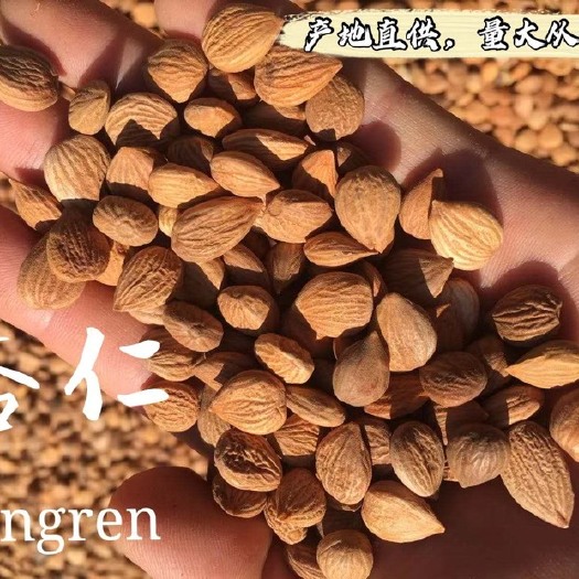 安国市苦杏仁  带皮 一级手选货 包全检 产地直销 大货供应 量大