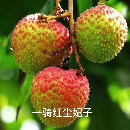 灵山县妃子笑荔枝苗  妃子笑地苗