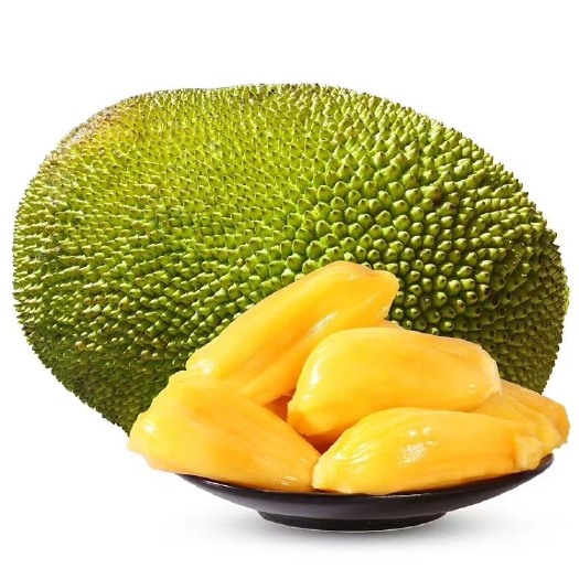 灵山县常有菠萝蜜苗  菠萝蜜杯苗