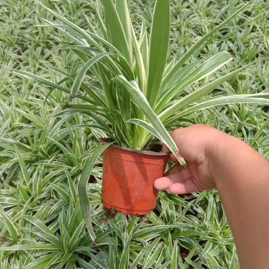 漳平市精品130#金边吊兰 基地直销长期供货 质量保证 欢迎咨询