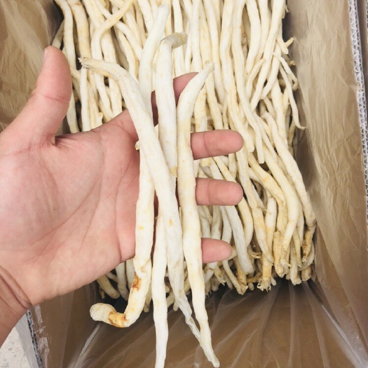 成都川明参沙参金堂沙参产地直销批发无硫货