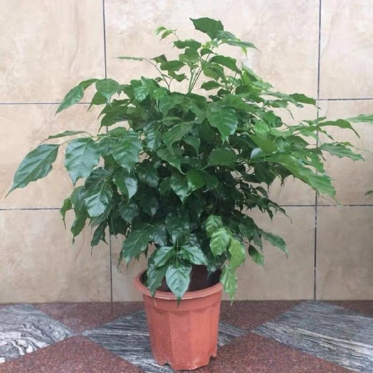 幸福树盆栽  精品绿宝树又名（幸福树）基地直销 货源保证 诚信经营