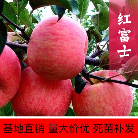 平邑县 红富士苹果苗 嫁接苗 基地直销 现挖现卖 南北方种植 地栽