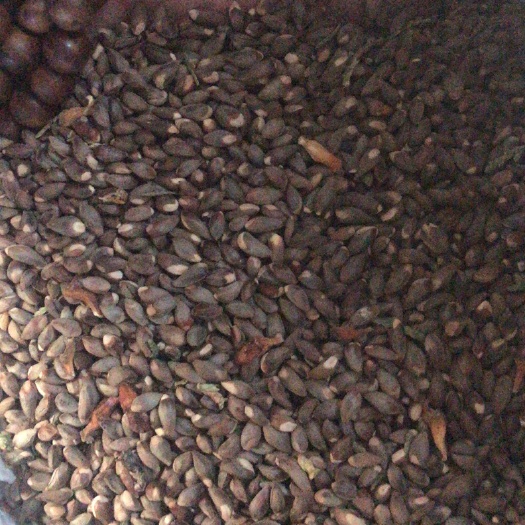 运城柏树果  柏树籽，购销，
