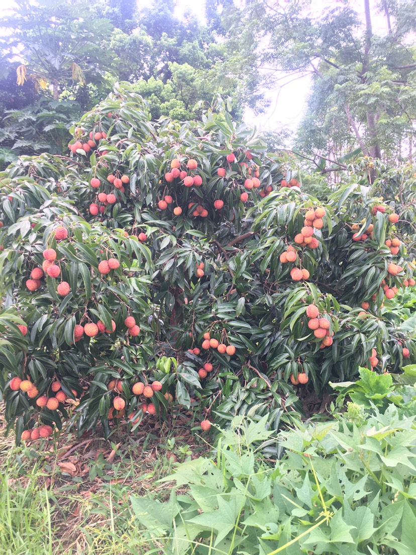 无核荔枝苗 嫁接苗 地苗