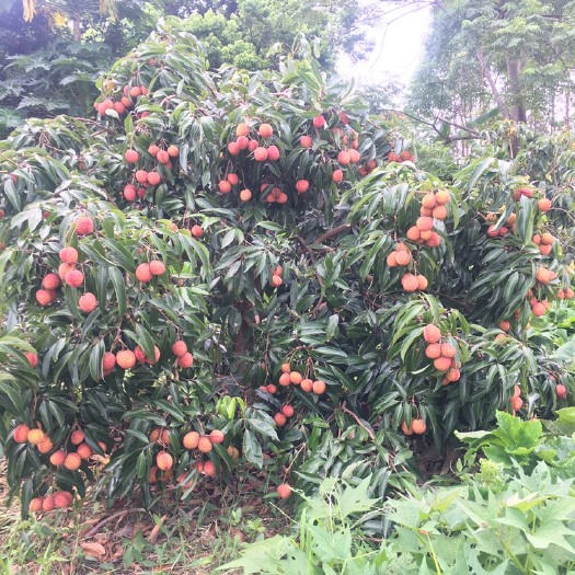 无核荔枝苗 嫁接苗 地苗