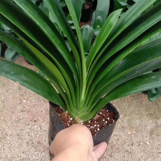 漳平市君子兰盆栽  君子兰 花中君子 高端 文雅