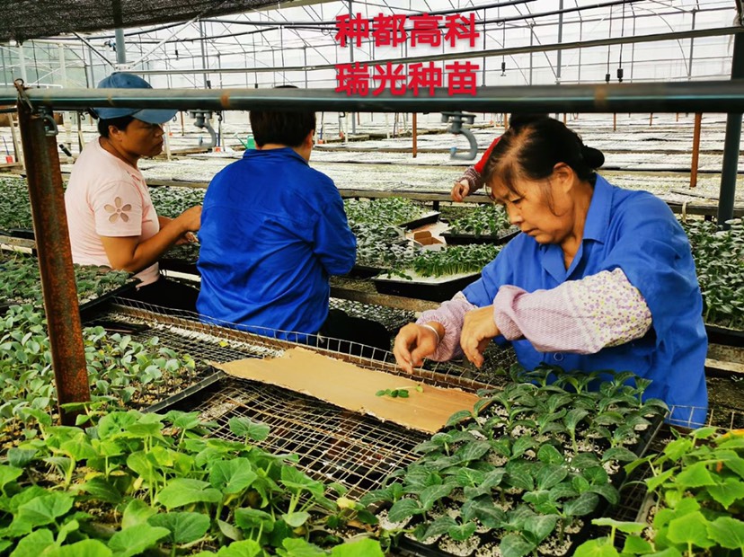 松花菜苗 现代农业技术、坚守岗位、诚实守信、每一棵苗都需要经心培养成长