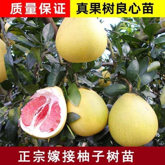 平邑县泰国红宝石柚苗 嫁接苗 甘甜多汁 南北方种植 基地直销