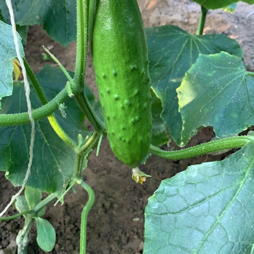 唐山大刺黄瓜 15~25cm 