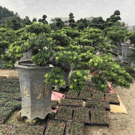 漳州福建批发造型松蓝羽罗汉松 罗汉松价格 造型罗汉松树盆景