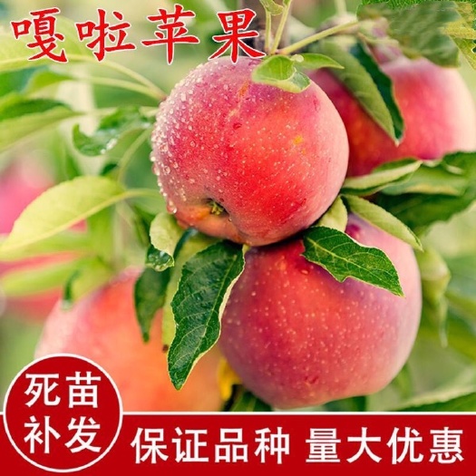 平邑县 嘎啦苹果苗 嫁接苗 甜度高 基地直销 南北方种植 地栽