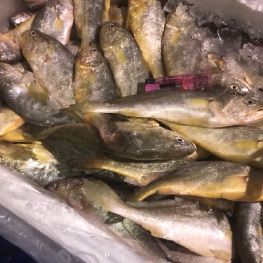 瑞安市大黄鱼 新鲜黄鱼
