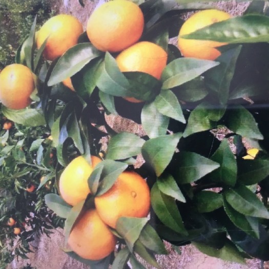 公安县 新鲜特早熟蜜桔 皮薄汁水足 酸甜可口 蜜桔无籽荆州基地直批