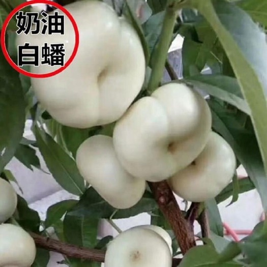 平邑县奶油白蟠桃树苗  新品种奶油白蟠桃 嫁接苗 包品种 基地直销 南北方种植