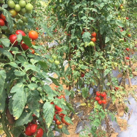 南宁樱桃小番茄 广西壮族自治区百色市田阳县 