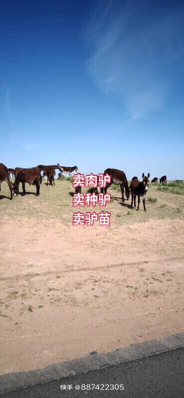 鄂尔多斯卖驴苗 种驴