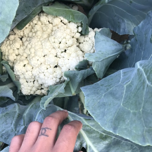 聊城花菜  菜花精品，青梗白帽，山东聊城许营大量供应，可自提，可代发