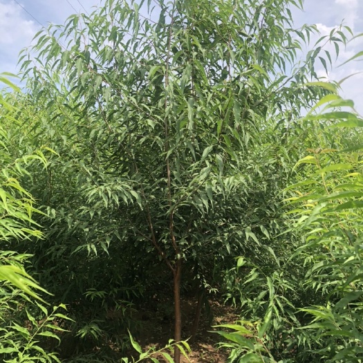 山桃苗  山桃2-3公分价格