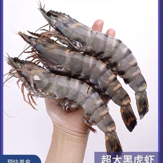 三亚深海超大虎虾400-500g盒 斑节虾草虾鲜活速冻