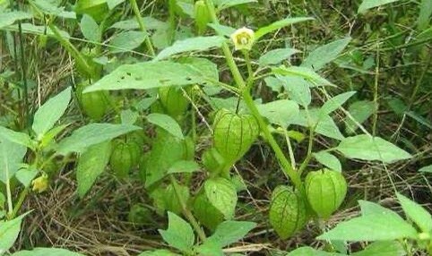 长丰县灯笼泡草 灯笼草