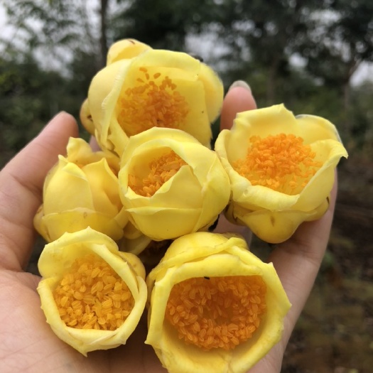 北海自家农场冻干金花茶自产自销（货源充足，大量批发）