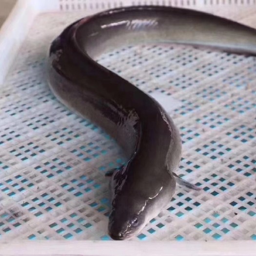 饶平县黑鳗鱼，入口肥腴鲜香，且不油腻。鱼肉更是嫩滑、没暗刺吃得很过