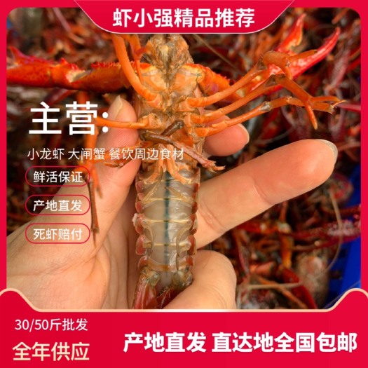 潜江市青虾红虾 湖北潜江小龙虾，基地直发全国，每天更新价格