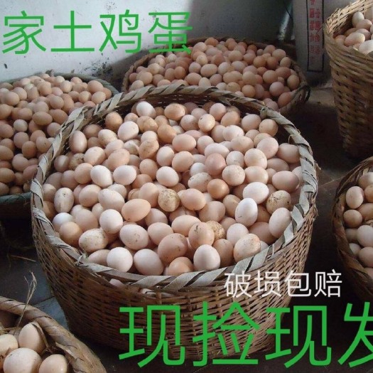 南安市 农家散养正宗土鸡蛋新鲜农村柴鸡蛋笨鸡蛋草鸡蛋整箱批发鸡蛋