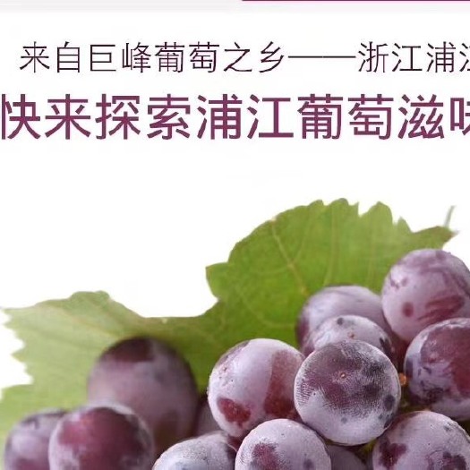 浦江县浙江省正宗浦江巨峰葡萄G20峰会的葡萄