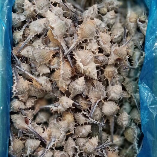  玫瑰螺