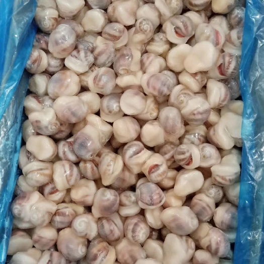 珍珠鲍螺