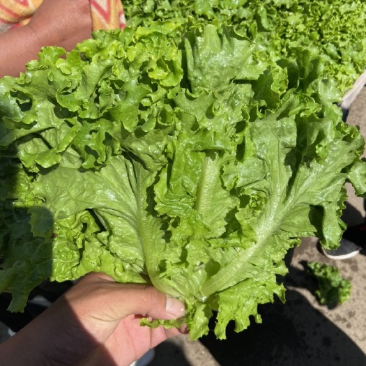 邯郸清叶生菜