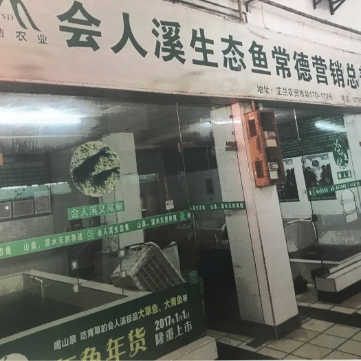 常德生态草鱼 会人溪生态鱼，山泉、溪水天然养殖