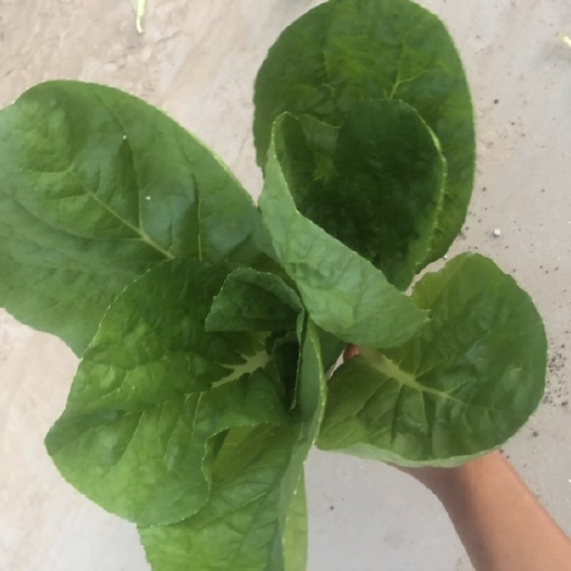 曹县大量出售精品小中颗奶白菜，欢迎各地老板订购，可实地考察。