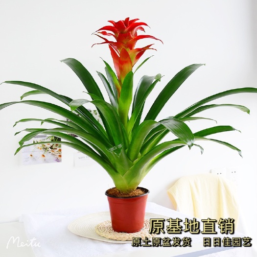 漳平市山茶花 可以联系方式