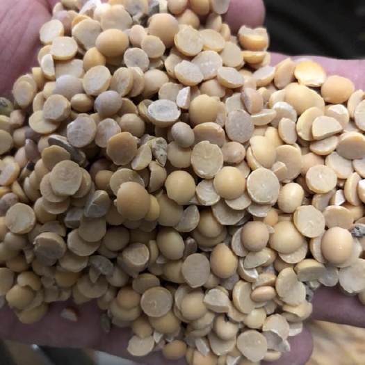 新沂市黄豆瓣  精选去石去土去沙豆瓣，水分底蛋白高
