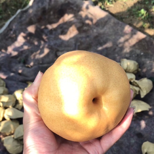 郯城县晚秋黄梨 山东省临沂市郯城县