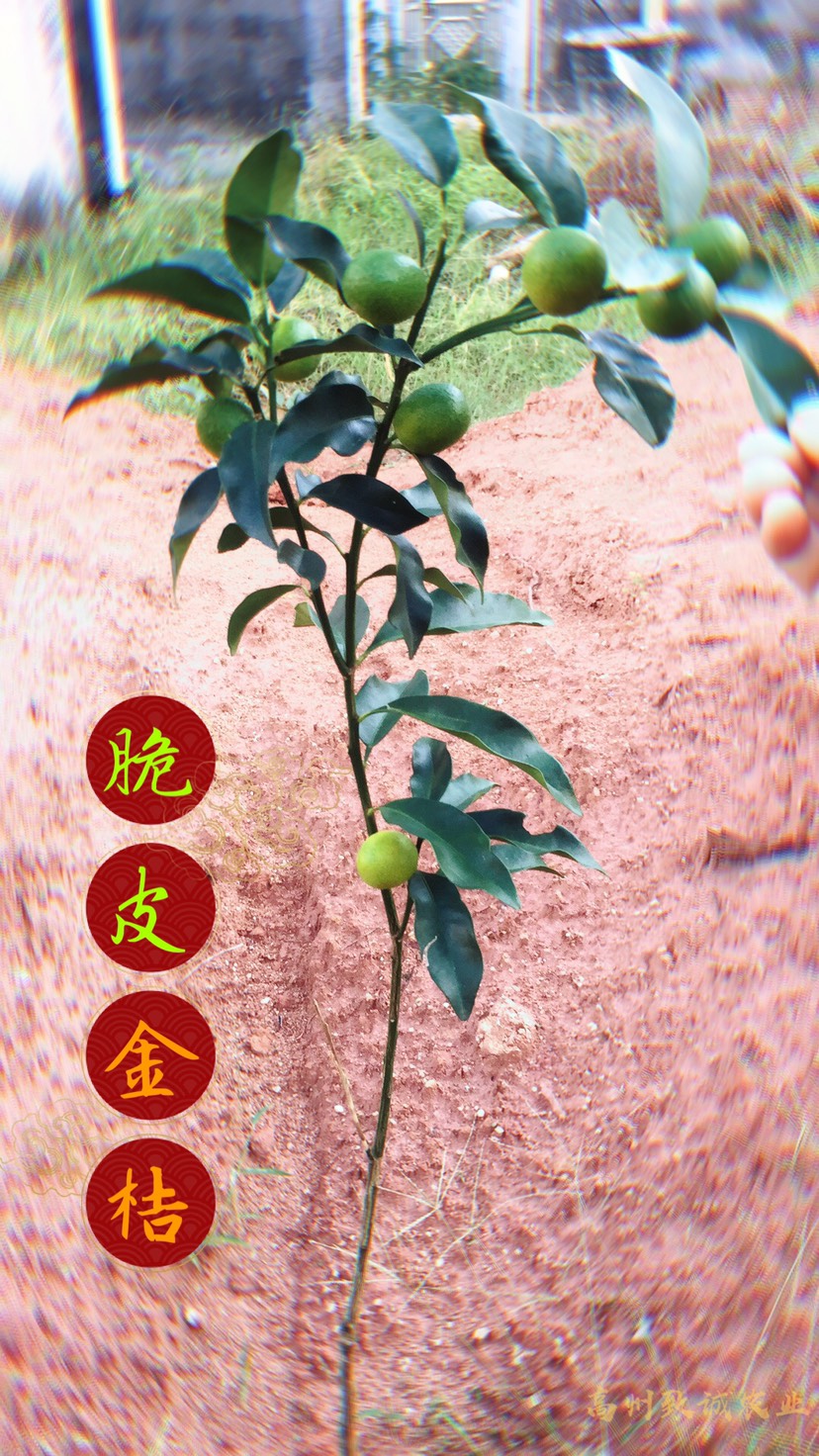 高州市脆皮金桔苗  裸根/营养杯苗