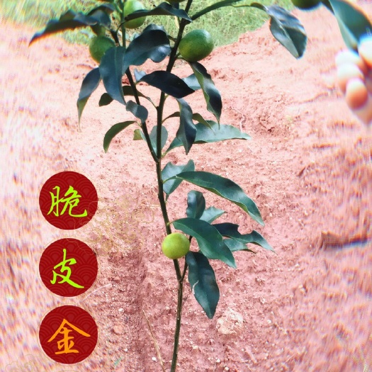 高州市脆皮金桔苗  裸根/营养杯苗