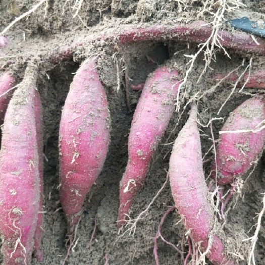遂溪县富硒紫薯 产地湛江150亩紫薯开卖